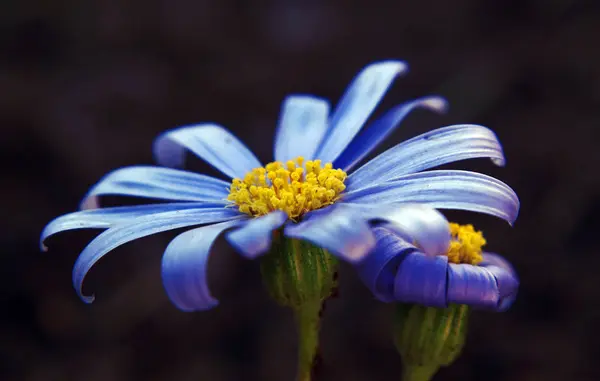 春の植物自然植物 — ストック写真