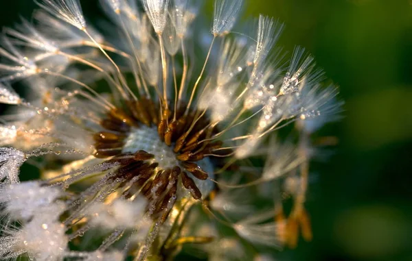 Mooi Botanisch Schot Natuurlijk Behang — Stockfoto