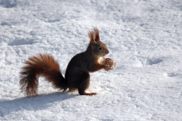 Verschiedene Tiere Selektiver Fokus — Stockfoto