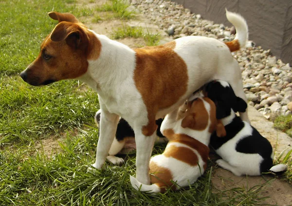 Szczenięta Jack Russel Terrier — Zdjęcie stockowe