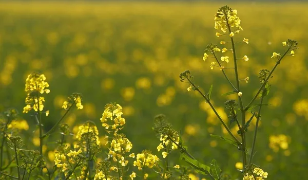 Rapsfeld Gegenlicht — Stockfoto