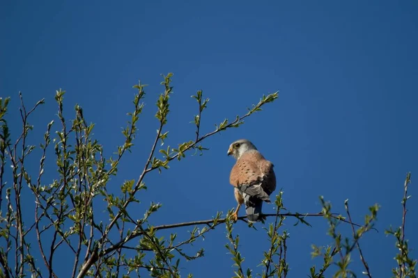 Aussichtsreicher Blick Auf Den Schönen Falken Der Natur — Stockfoto