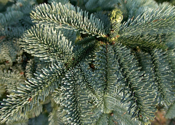 Edeltanne Abies Procera Glauca — Stockfoto