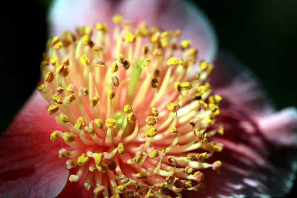 Цветение Камбалы Флора — стоковое фото