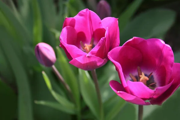 Tulipanes Flores Flora Primavera —  Fotos de Stock