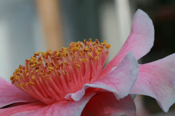 Цветение Камбалы Флора — стоковое фото