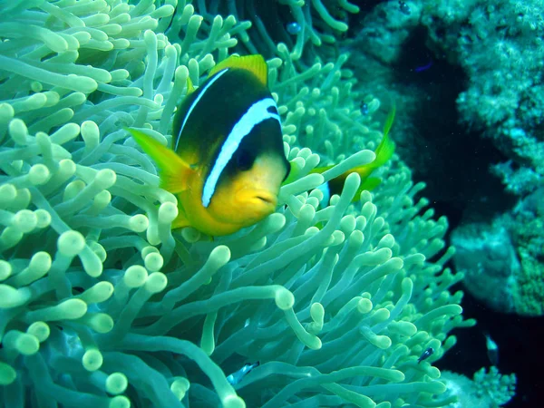 Clownfisch Meer Unter Wasser — Stockfoto