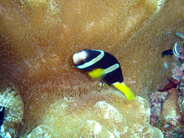 Clown Vissen Zee Onderwater — Stockfoto