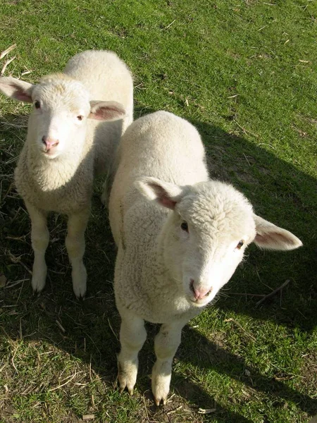 Ovejas Domésticas Pasto — Foto de Stock