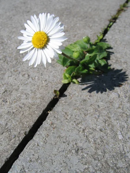 Bild Von Gänseblümchen Voller Blüte — Stockfoto