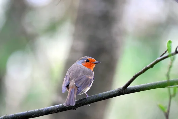 Malowniczy Widok Piękny Rubinowy Ptak Przyrodzie — Zdjęcie stockowe
