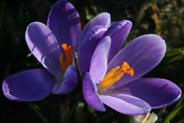 Tavasz Virágzó Krokusz Virágok — Stock Fotó