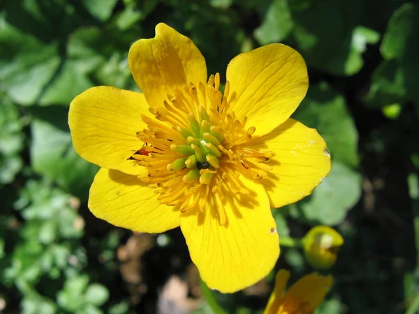 Vackra Blommor Blommigt Koncept Bakgrund — Stockfoto