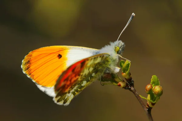Time Open Wings Here You Can See Orange Tips Which — Stock Photo, Image