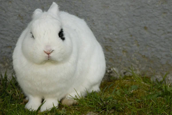 눈으로 이야기하는 토끼의 찻잔처럼 — 스톡 사진