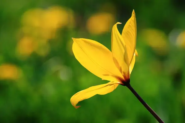 Tulpanblommor Kronblad Vårflora — Stockfoto