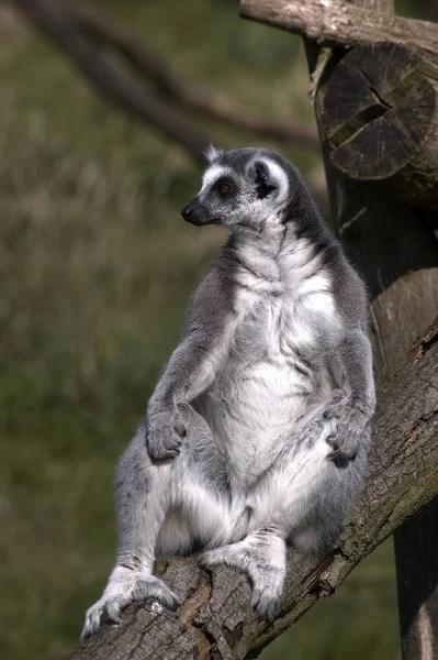 Großaufnahme Von Tier Zoo — Stockfoto