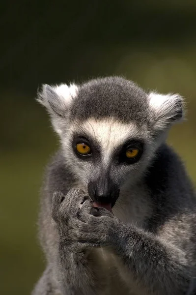 Primer Plano Los Animales Zoológico — Foto de Stock