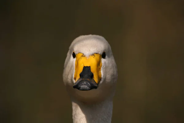 Scenic View Beautiful Bird Nature — Stock Photo, Image