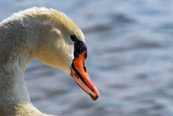 Schilderachtig Uitzicht Majestueuze Zwaan Natuur — Stockfoto