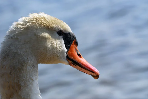 Schilderachtig Uitzicht Majestueuze Zwaan Natuur — Stockfoto