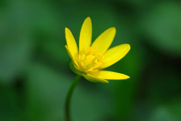 Vackra Blommor Blommigt Koncept Bakgrund — Stockfoto