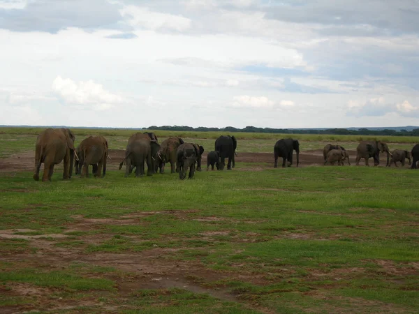 Afrikanisches Säugetier Elefant — Stockfoto