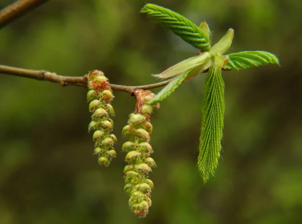 Malerischer Blick Auf Die Natur — Stockfoto