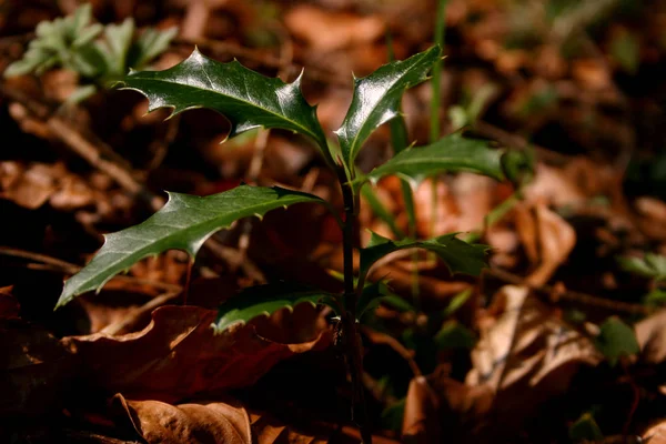 欧洲冬青 Ilex Aquifolium 也是一种常见的冬青 冬青或以植物学名称Ilex命名的冬青 Ilex Aquifolium 是冬青科 Aquifoliaceae 唯一原产于欧洲中部的一种植物 — 图库照片