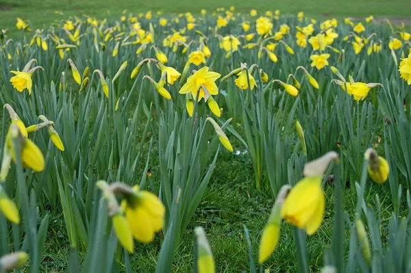 Narciso Narciso Flor Primavera — Fotografia de Stock