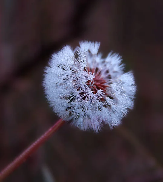 Nahaufnahme Von Natürlichen Löwenzahn Blume — Stockfoto