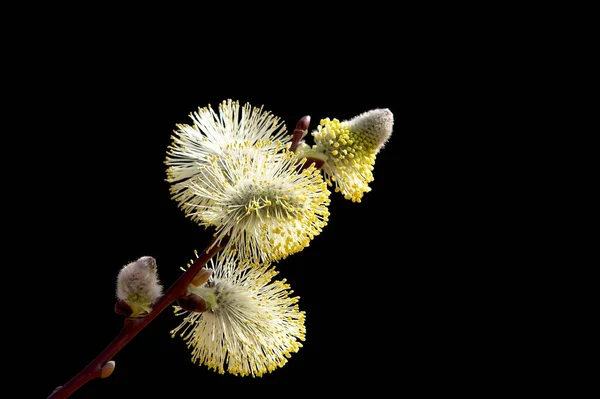 Pussy Willow Spring Catkin — Φωτογραφία Αρχείου