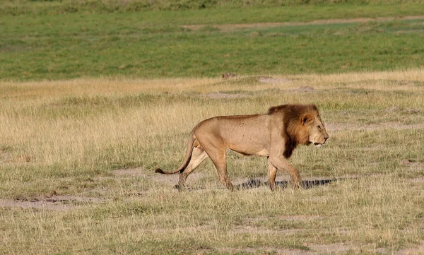 Die Größte Der Drei Kenia Lebenden Großkatzen Etwa 280 Schwer — Stockfoto