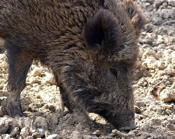 Das Wildschwein Wird Oft Falsch Gewählt Weil Seine Kinder Ferkel — Stockfoto
