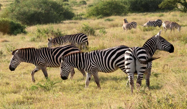 Африканська Чорна Біла Зебра — стокове фото