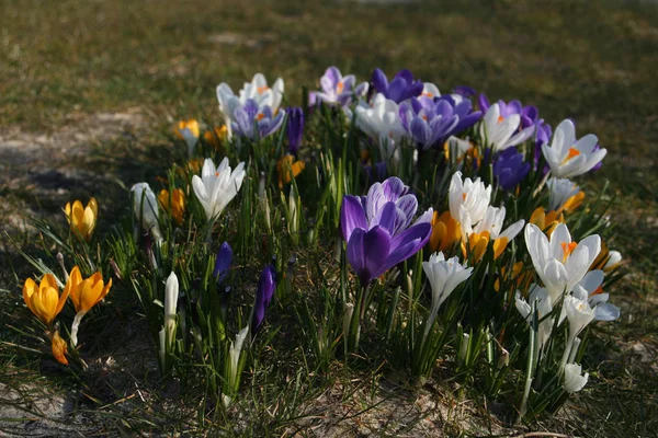 Crocus Virágok Szirmok Tavaszi Növény — Stock Fotó