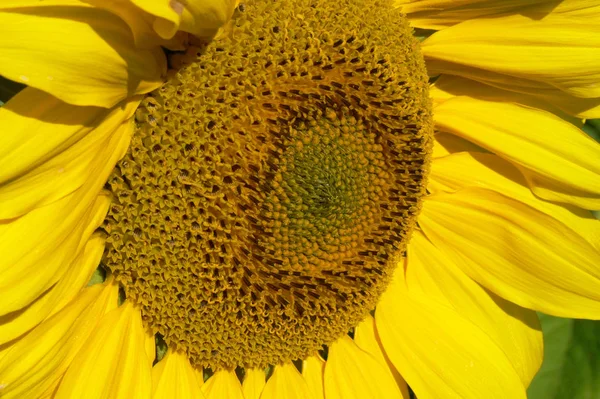 Tournesol Vue Rapprochée — Photo