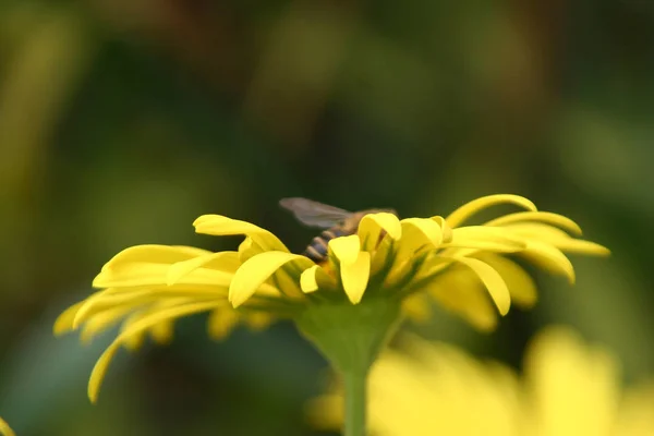 Vista Hermosas Flores Primavera — Foto de Stock