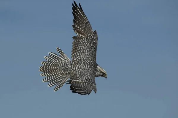 Vacker Utsikt Över Vacker Falk Naturen — Stockfoto