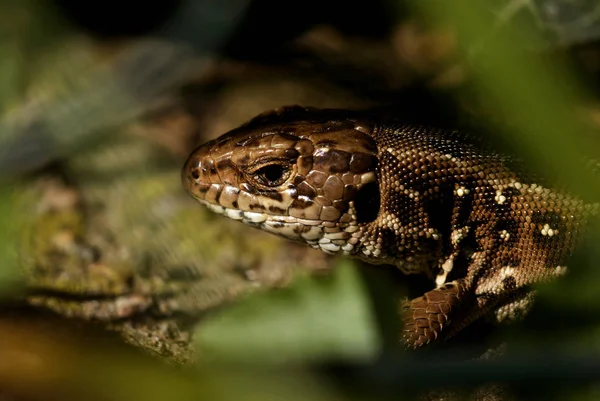 Perto Lagarto Habitat Conceito Selvageria — Fotografia de Stock