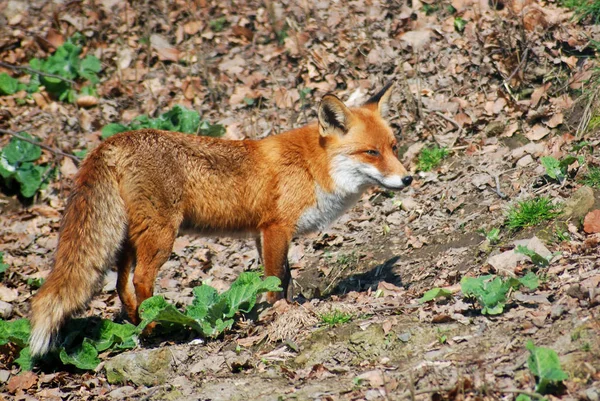 Renard Roux Dans Nature — Photo