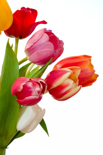 Schöne Aussicht Auf Natürliche Tulpenblumen — Stockfoto