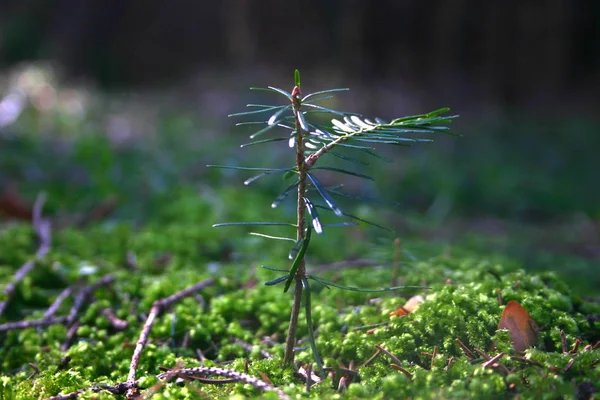 Lucfenyő Picea Tűlevelű Fák Családjába Tartozó Nemzetség Pinaceae Közép Európa — Stock Fotó