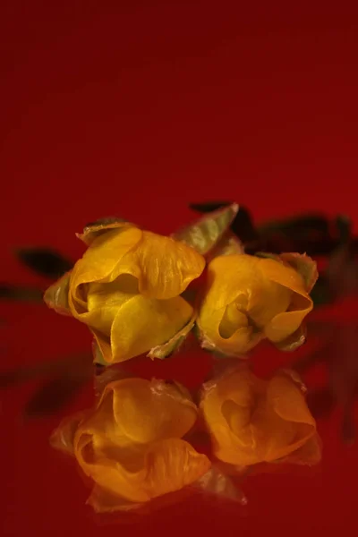 Rosenblütenblätter Flora — Stockfoto