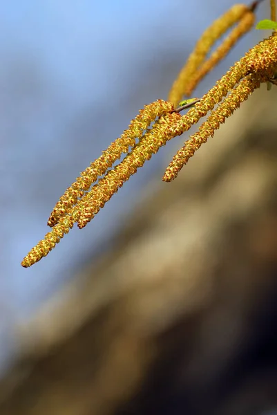 Piękne Botaniczne Ujęcie Naturalna Tapeta — Zdjęcie stockowe