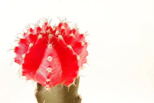 Cactus Tropical Plant Flora — Stock Photo, Image