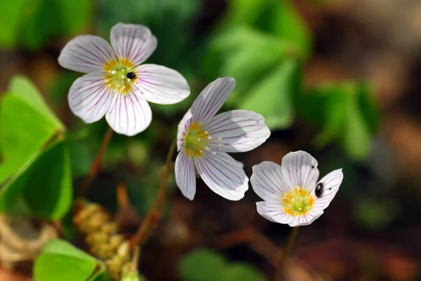 Bellissimi Fiori Sfondo Concetto Floreale — Foto Stock