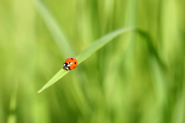 Closeup View Little Ladybird Insect — Stock Photo, Image