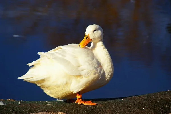 Schilderachtig Uitzicht Ganzenvogel Natuur — Stockfoto