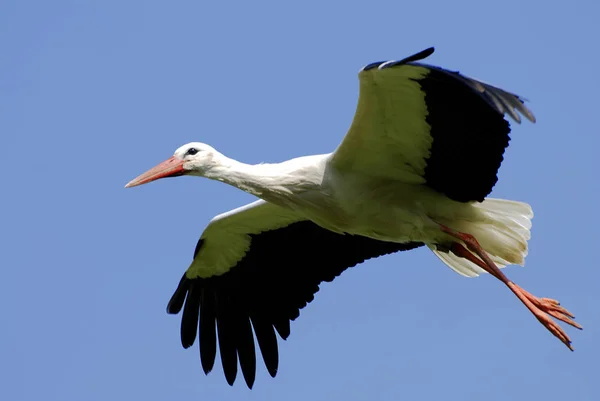 Wildvogel Naturfauna Storch — Stockfoto
